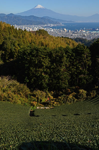 fujisanchabatake.jpg