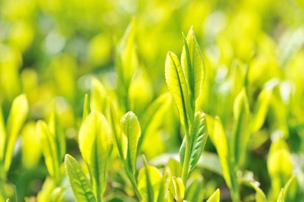 伯爵様撮影新茶の芽