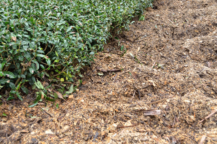 イノシシが掘り返した茶園