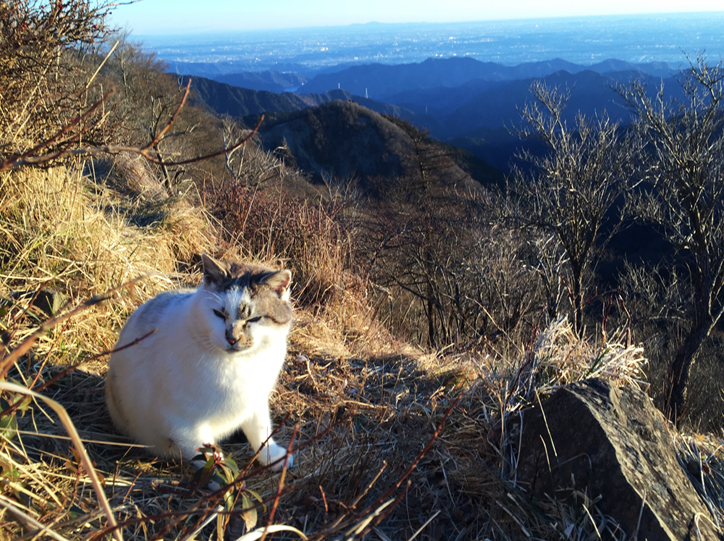 塔ノ岳の猫