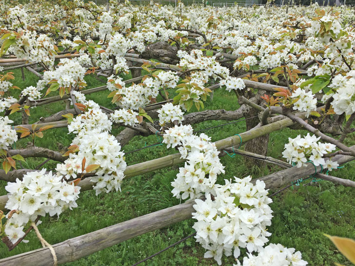 梨の花