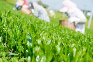 さえみどり　新茶　手摘み