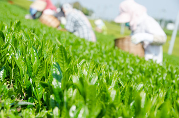 さえみどり　新茶　手摘み