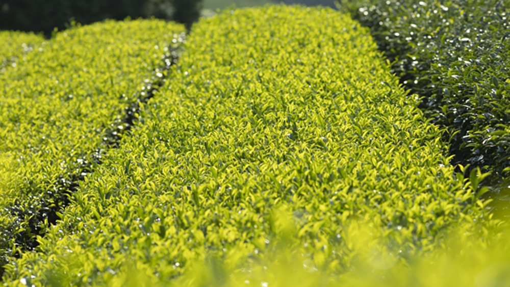 茎茶のカフェインの量は煎茶よりも少ないので気にする人にはオススメです!