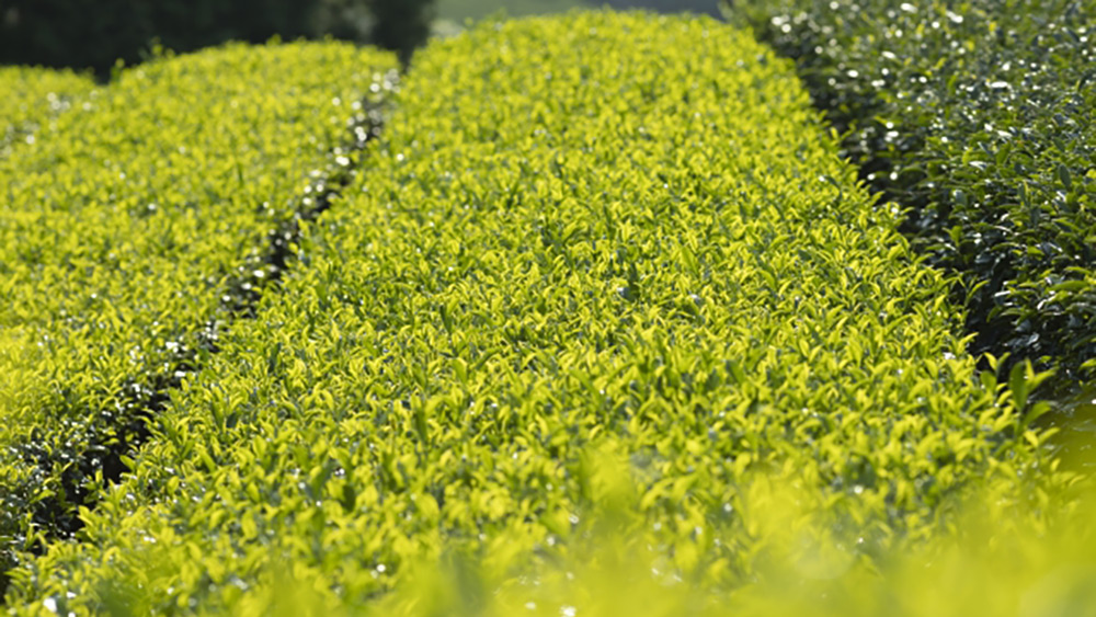 茎茶のカフェインの量は煎茶よりも少ないので気にする人にはオススメです！