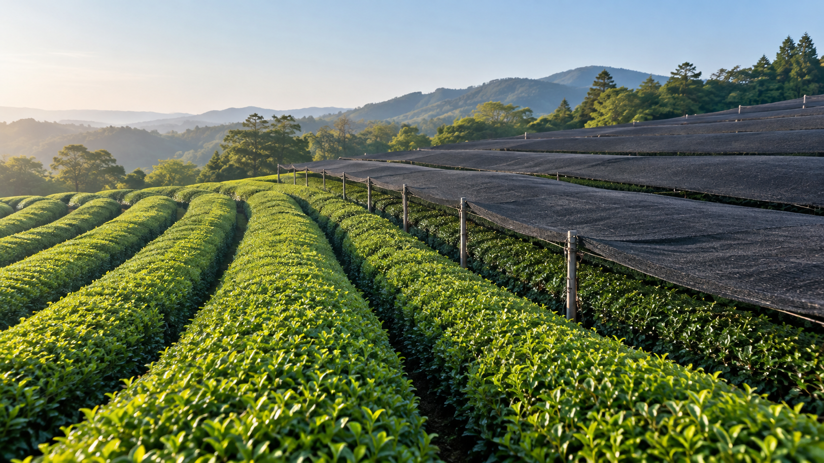 茶畑の一部を遮光資材で覆う、かぶせ茶の被覆栽培の説明用イメージ