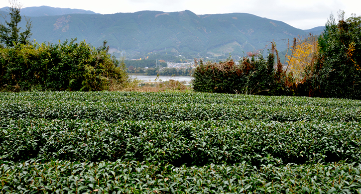 自然仕立て農園で農薬不使用のお茶栽培 小西さんとの対談