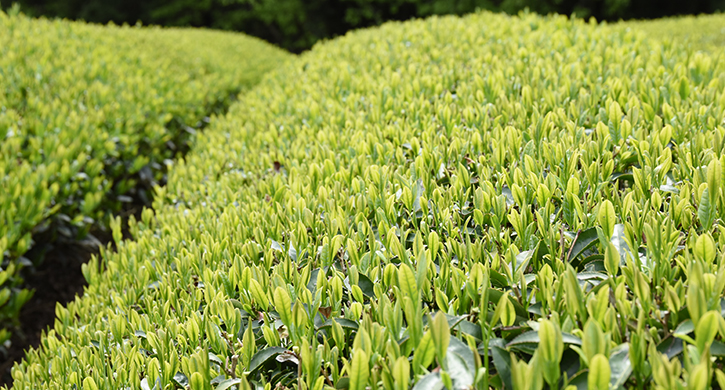 農薬不使用のお茶栽培 小西さんとの対談