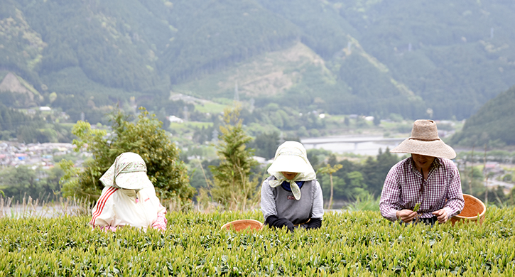 農薬不使用のお茶栽培 小西さんとの対談