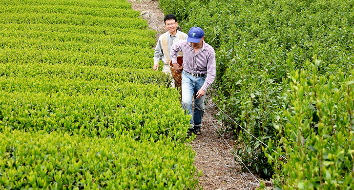 農薬不使用のお茶栽培 小西さんとの対談