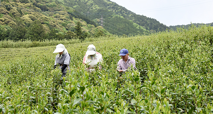 農薬不使用のお茶栽培 小西さんとの対談