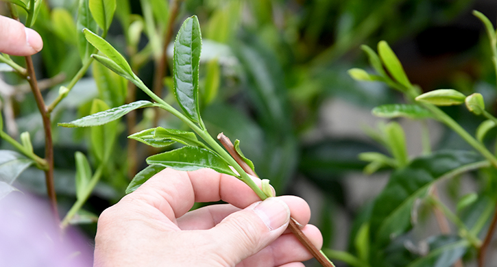 農薬不使用のお茶栽培 小西さんとの対談